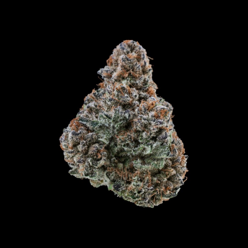 PURPLE ORANGE – INDOOR